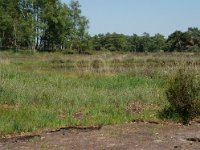 NL, Noord-Brabant, Goirle, Regte Heide, mere 8, cut peat, Saxifraga-Willem van Kruijsbergen