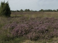 NL, Noord-Brabant, Heeze-Leende, Strabrechtsche Heide 10, Saxifraga-Jan van der Straaten