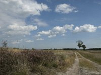 NL, Noord-Brabant, Heeze-Leende, Strabrechtsche Heide 13, Saxifraga-Jan van der Straaten