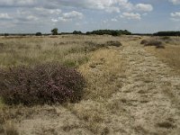 NL, Noord-Brabant, Heeze-Leende, Strabrechtsche Heide 18, Saxifraga-Marijke Verhageni