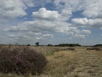 NL, Noord-Brabant, Heeze-Leende, Strabrechtsche Heide 19, Saxifraga-Jan van der Straaten