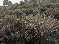 NL, Noord-Brabant, Someren, Strabrechtsche Heide 11, Saxifraga-Jan van der Straaten