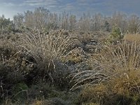 NL, Noord-Brabant, Someren, Strabrechtsche Heide 12, Saxifraga-Jan van der Straaten