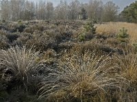 NL, Noord-Brabant, Someren, Strabrechtsche Heide 14, Saxifraga-Jan van der Straaten