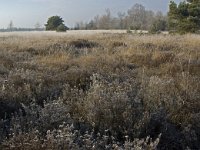 NL, Noord-Brabant, Someren, Strabrechtsche Heide 4, Saxifraga-Jan van der Straaten