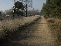 NL, Noord-Brabant, Someren, Strabrechtsche Heide 8, Saxifraga-Jan van der Straaten