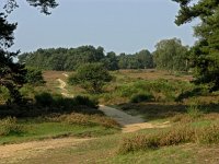 NL, Noord-Holland, Huizen, Tafelberg 6, Saxifraga-Hans Dekker