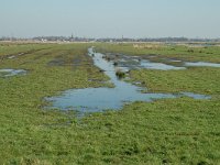 NL, Noord-Holland, Landsmeer, Ilperveld 3, Saxifraga-Jan van der Straaten