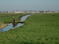 NL, Noord-Holland, Zaanstad, Polder Westzaan 5, Saxifraga-Jan van der Straaten