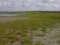 NL, Zeeland, Borsele, Schelphoek 1, Saxifraga-Peter Meininger