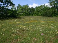 F, Aveyron, Causse du Larzac 3, Saxifraga-Dirk Hilbers