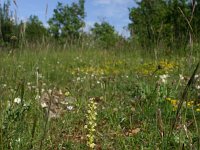 F, Aveyron, Causse du Larzac 9, Saxifraga-Dirk Hilbers