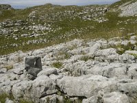 F, Drome, Treschenu-Creyers, Vallon de Combeau 93, Saxifraga-Willem van Kruijsbergen