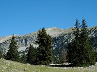 F, Isere, Gresse-en-Vercors, Plaine de la Chau 5, Saxifraga-Marijke Verhagen