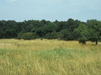 H, Szabolcs–Szatmár–Bereg, Tilos Erdoe 5, Saxifraga-Jan van der Straaten