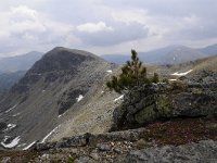 A, Kaernten, Krems, Koenigstuhl 25, Saxifraga-Luuk Vermeer