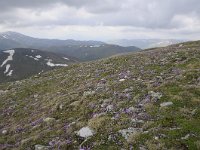 A, Kaernten, Krems, Koenigstuhl 28, Saxifraga-Luuk Vermeer