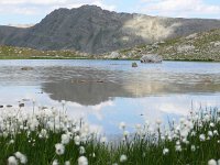 F, Alpes-de-Haute-Provence, Allos, Col de la Petite Cayolle 5, Saxifraga-Tom Heijnen