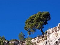 F, Bouches-du-Rhone, Cassis 3, Saxifraga-Hans Dekker