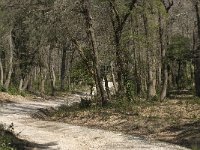 F, Bouches-du-Rhone, Saint-Remy-de-Provence 8, Saxifraga-Willem van Kruijsbergen