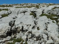 F, Drome, Treschenu-Creyers, Vallon de Combeau 12, Saxifraga-Jan van der Straaten