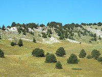 F, Drome, Treschenu-Creyers, Vallon de Combeau 5, Saxifraga-Jan van der Straaten