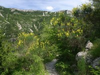 F, Herault, Saint-Maurice-Navacelles, Gorge de la Vis 2, Saxifraga-Dirk Hilbers