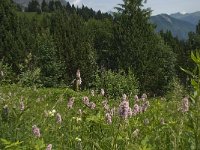 F, Isere, Gresse-en-Vercors, Col de l Aupet 10, Saxifraga-Willem van Kruijsbergen