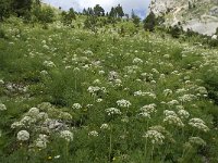 F, Isere, Gresse-en-Vercors, Col de l Aupet 12, Saxifraga-Willem van Kruijsbergen