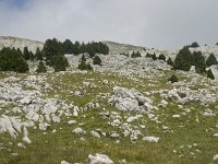 F, Isere, Gresse-en-Vercors, Pas de la Selle 37, Saxifraga-Willem van Kruijsbergen