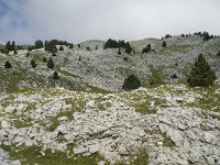 F, Isere, Gresse-en-Vercors, Pas de la Selle 38, Saxifraga-Willem van Kruijsbergen