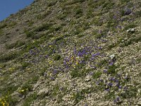 F, Isere, Gresse-en-Vercors, Pas des Bachassons 37, Saxifraga-Willem van Kruijsbergen