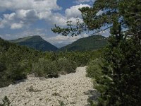 F, Isere, Gresse-en-Vercors, Ravin des Chauvines 1, Saxifraga-Willem van Kruijsbergen