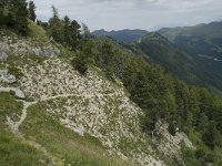 F, Isere, Gresse-en-Vercors, Tiolache 12, Saxifraga-Willem van Kruijsbergen