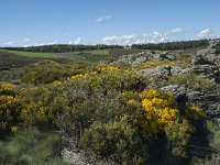 F, Lozere, Barre-des-Cevennes 5, Saxifraga-Willem van Kruijsbergen