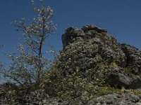 F, Lozere, Fraissinet-de-Fourques, Nimes-le-Vieux 11, Saxifraga-Marijke Verhagen