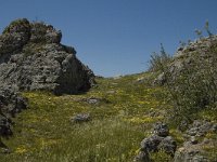 F, Lozere, Fraissinet-de-Fourques, Nimes-le-Vieux 15, Saxifraga-Marijke Verhagen