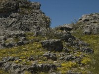 F, Lozere, Fraissinet-de-Fourques, Nimes-le-Vieux 16, Saxifraga-Marijke Verhagen