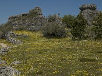 F, Lozere, Fraissinet-de-Fourques, Nimes-le-Vieux 8, Saxifraga-Marijke Verhagen