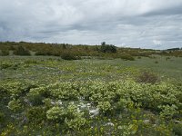 F, Lozere, Hures-la-Parade, le Villaret 3, Saxifraga-Willem van Kruijsbergen