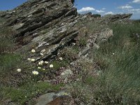 F, Lozere, Le Pompidou 13, Saxifraga-Willem van Kruijsbergen