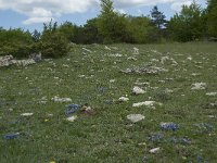 F, Lozere, Le Pompidou, l' Hospitalet 32, Saxifraga-Willem van Kruijsbergen