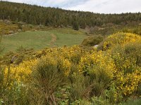 F, Lozere, Le Pont-de-Montvert, Finiels 33, Saxifraga-Annemiek Bouwman