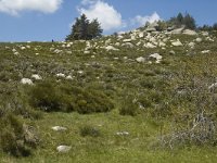 F, Lozere, Le Pont-de-Monvert, Finiels 58, Saxifraga-Marijke Verhagen