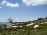 F, Lozere, Le Pont-de-Monvert, Finiels 65, Saxifraga-Marijke Verhagen