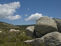 F, Lozere, Le Pont-de-Monvert, Finiels 67, Saxifraga-Marijke Verhagen