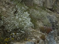 F, Lozere, Les Vignes 24, Saxifraga-Marijke Verhagen