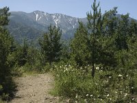 F, Pyrenees Orientales, Vernet-les-Bains, Canigou 1, Saxifraga-Jan van der Straaten