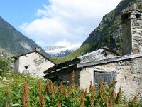 F, Savoie, Bessans, Parc national de la Vanoise near Averole 4, Saxifraga-Tom Heijnen