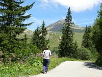 F, Savoie, Val-Cenis, Parc national de la Vanoise near Bellecombe 1, Saxifraga-Tom Heijnen